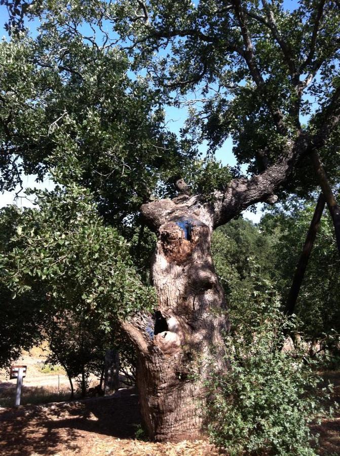 Oak Shade Vila Bethlehem of Galilee Exterior foto